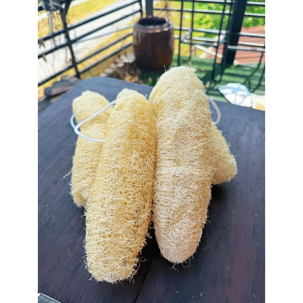 Xơ mướp nguyên trái 20–25cm 1